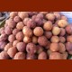 frittierte Mandelbällchen aus Paniermehl, Mandel, Zucker, Eier